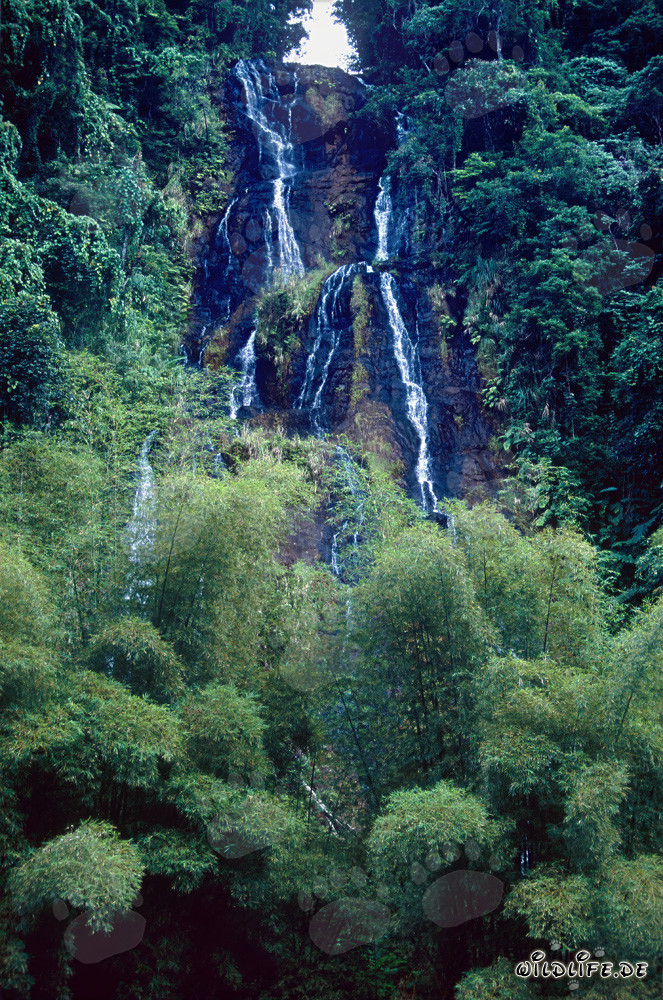 Malerischer Wasserfall im üppigen Regenwald von Fiji