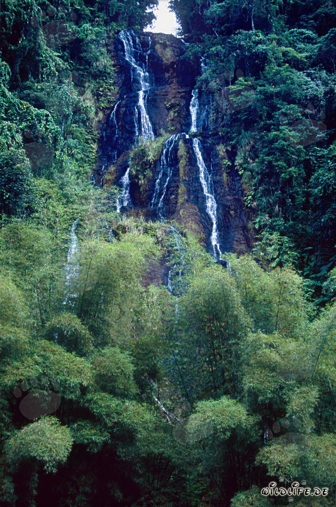 Picturesque Waterfall in the Lush Rainforest of Fiji