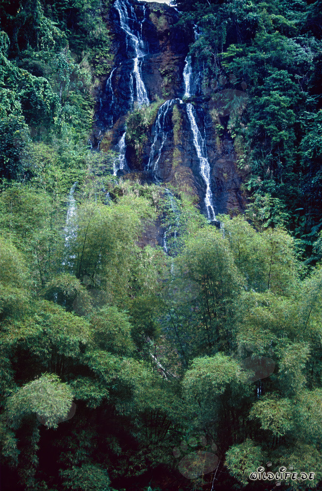 Cascada pintoresca en la exuberante selva tropical de Fiji