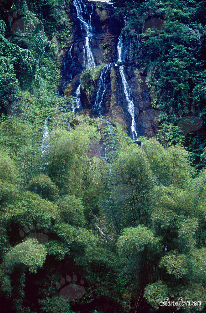 Pittorica cascata nella lussureggiante foresta pluviale delle Figi