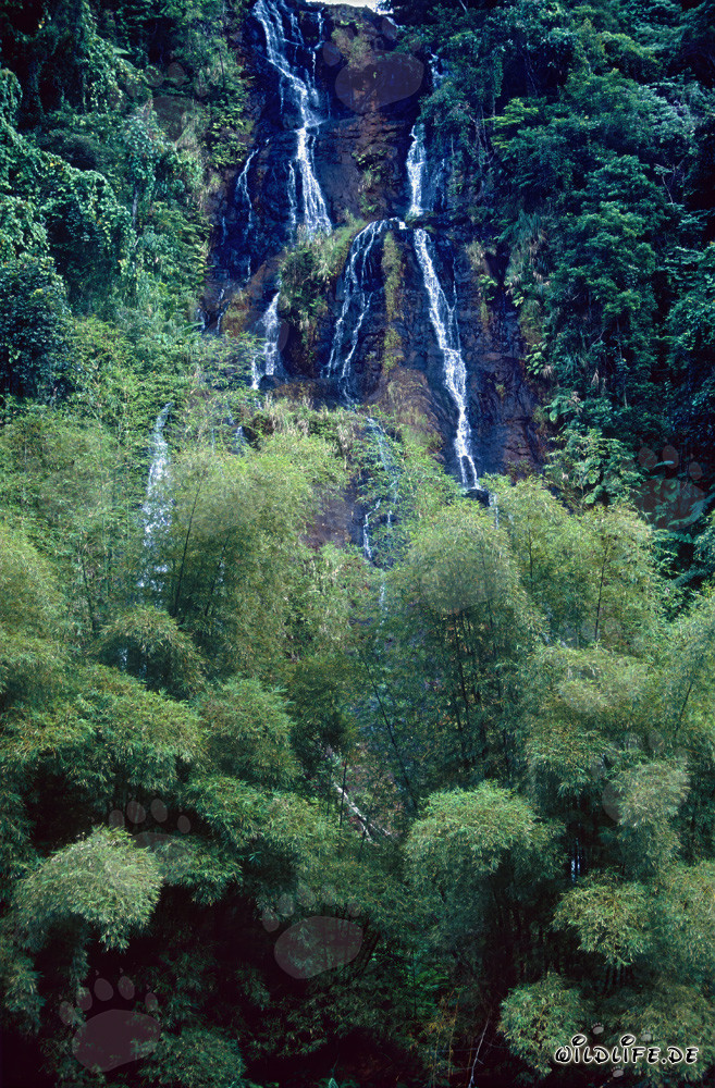 Chute d'eau pittoresque dans la luxuriante forêt tropicale des Fidji