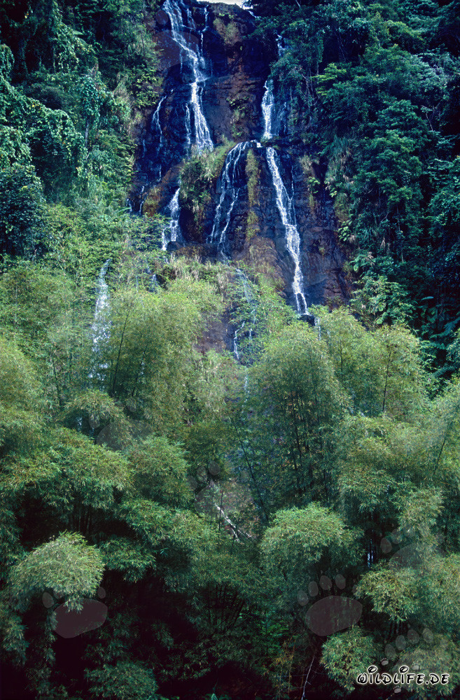 Malerischer Wasserfall im üppigen Regenwald von Fiji