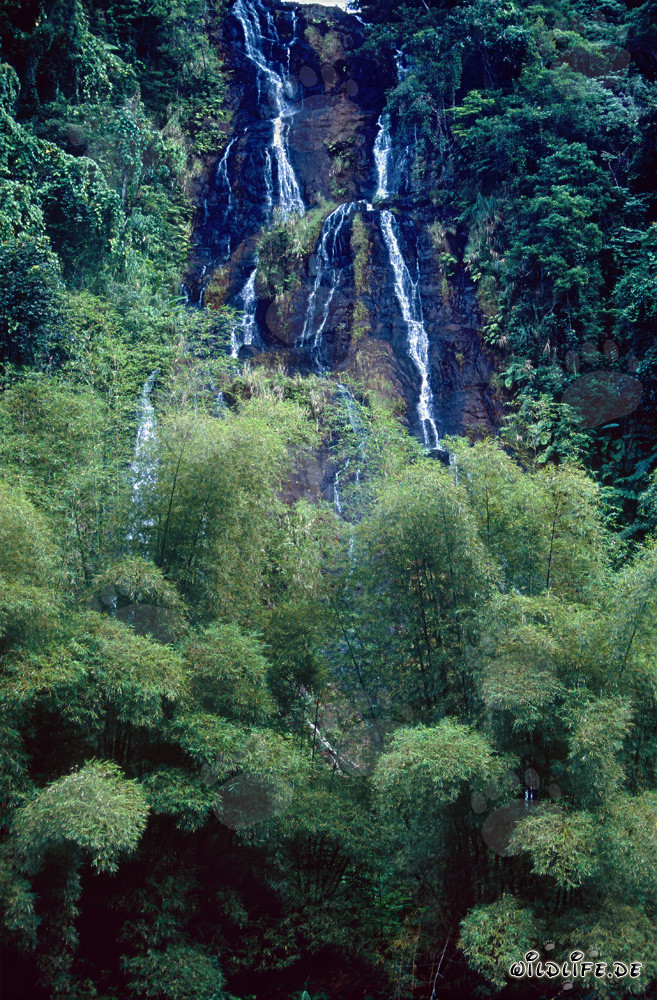 Picturesque Waterfall in the Lush Rainforest of Fiji