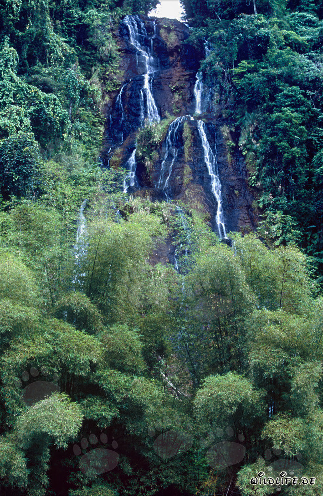 Cascada majestuosa en la exuberante selva de Fiji