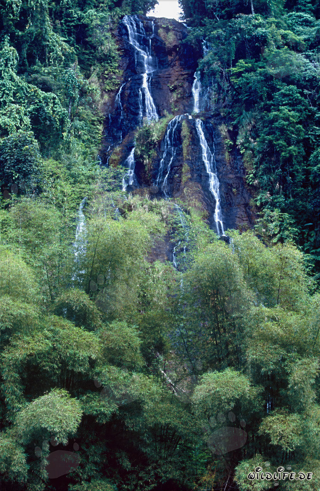 Maestoso cascata nella lussureggiante foresta pluviale di Figi