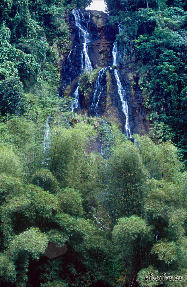 Majestätischer Wasserfall im üppigen Regenwald von Fiji