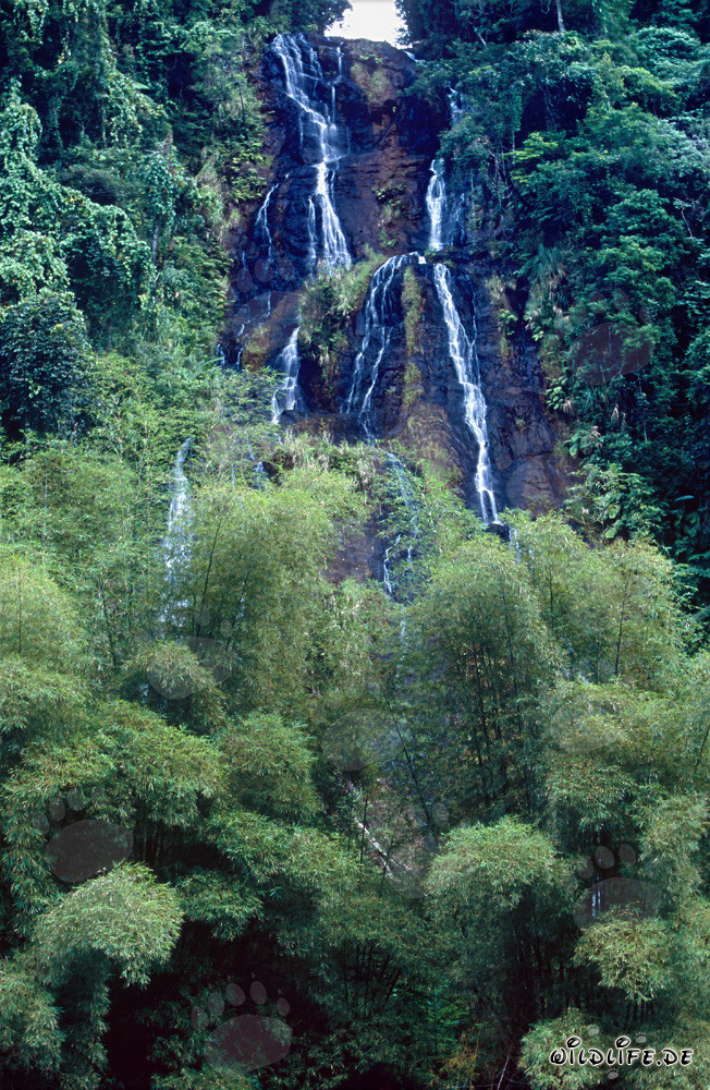 Chute d'eau majestueuse dans la luxuriante forêt tropicale de Fidji