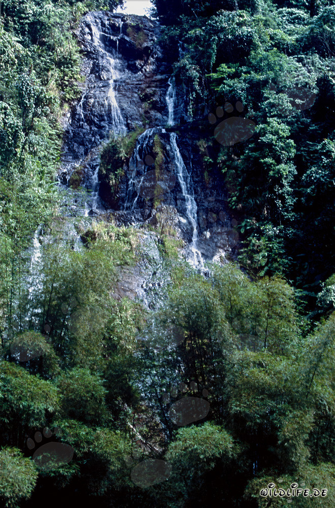 Majestätischer Wasserfall im üppigen Regenwald von Fiji