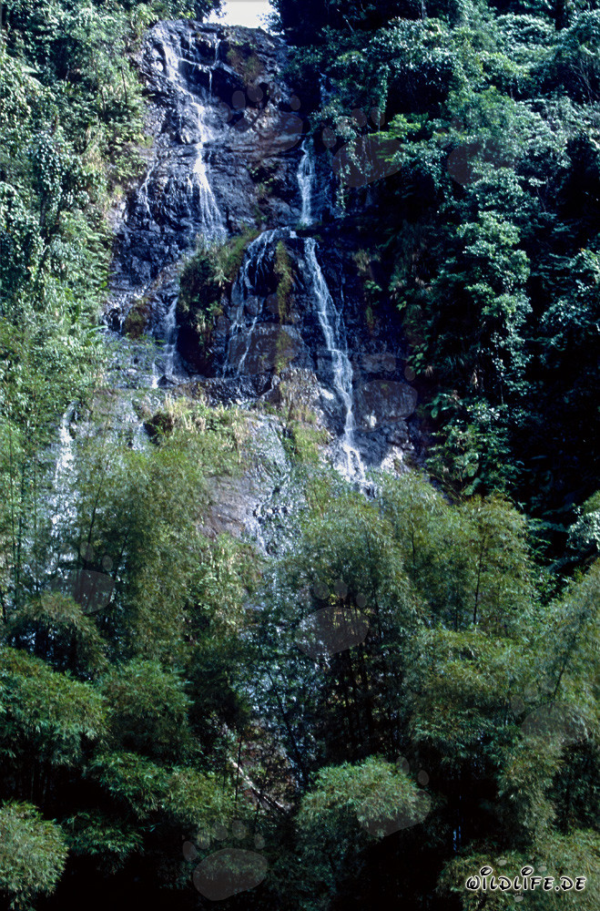 Majestic Waterfall in the Lush Rainforest of Fiji