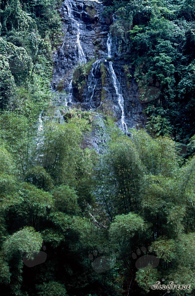 Cascada pintoresca en la exuberante jungla de Viti Levu, Fiyi