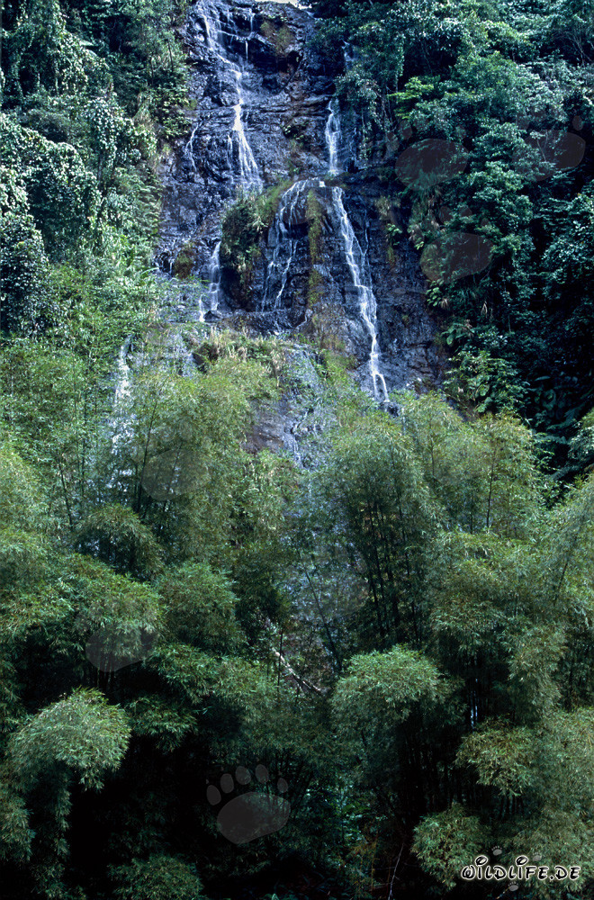 Pittoresca cascata nella lussureggiante giungla di Viti Levu, Figi