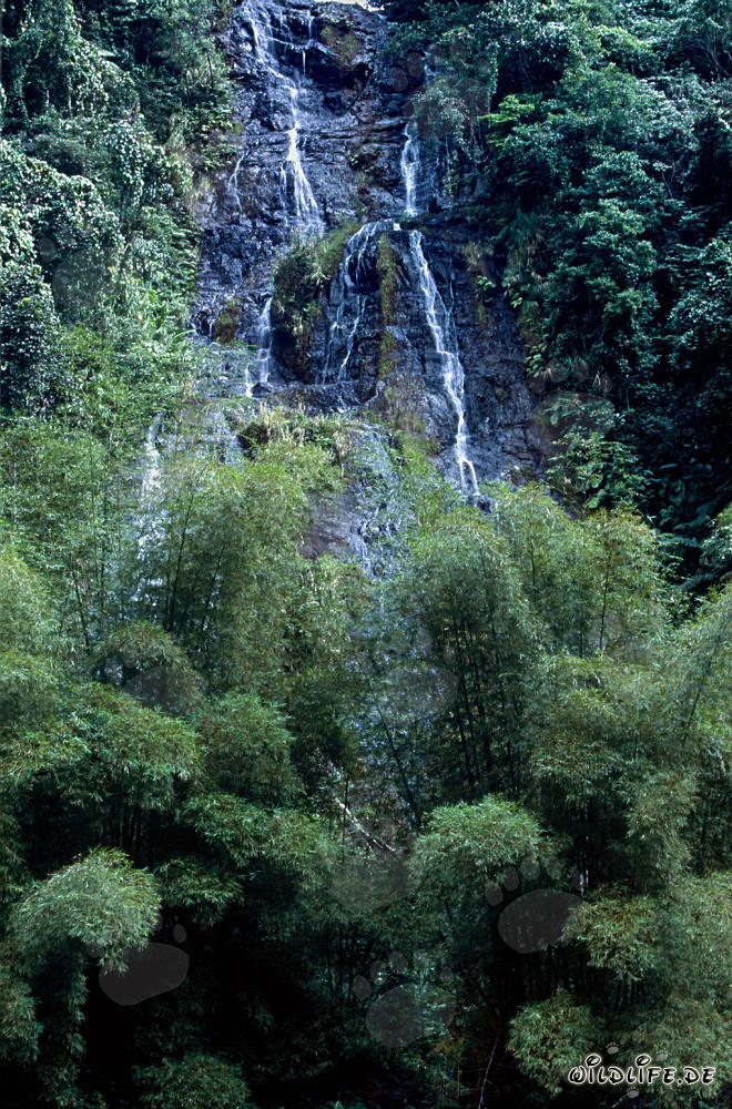 Chute d'eau pittoresque dans la luxuriante jungle de Viti Levu, Fidji
