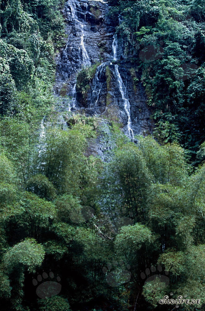 Picturesque Waterfall in the Lush Jungle of Viti Levu, Fiji