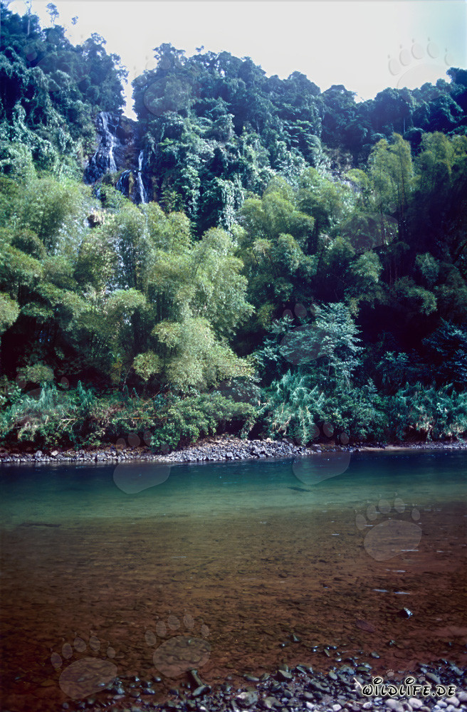 Incredibile foresta pluviale lungo il pittoresco fiume Navua a Viti Levu, Figi