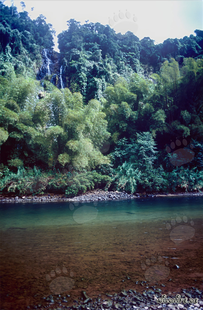 Forêt tropicale incroyable le long de la pittoresque rivière Navua à Viti Levu, Fidji