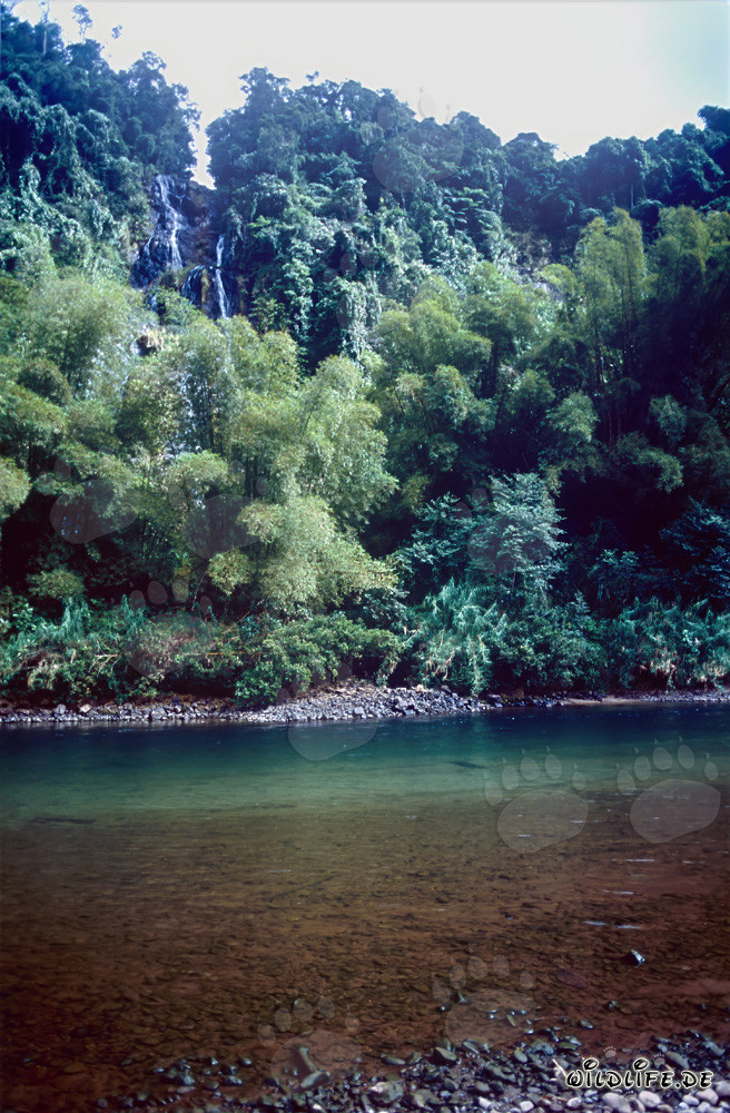 Incredible Rainforest along the Picturesque Navua River on Viti Levu, Fiji