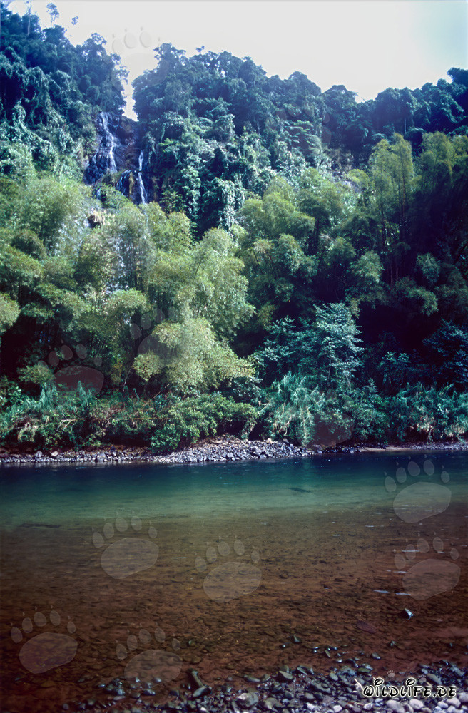 Unglaublicher Regenwald entlang des malerischen Navua River auf Viti Levu, Fidschi