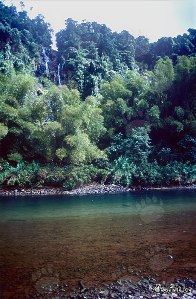 Increíble selva a lo largo del pintoresco río Navua en Viti Levu, Fiyi