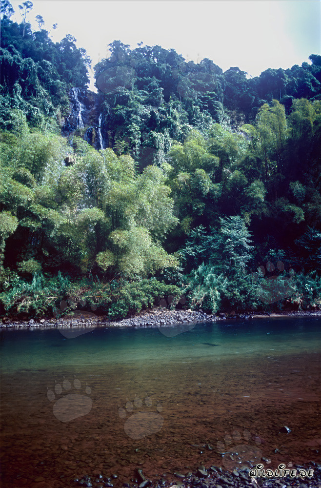 Foresta pluviale lungo il fiume Navua