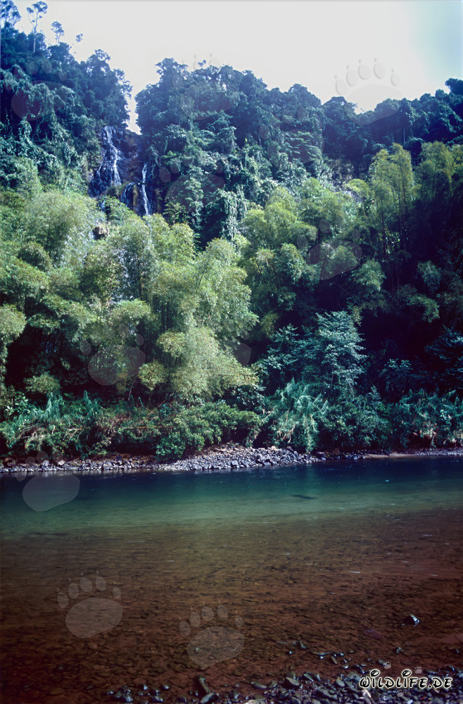 Forêt tropicale au bord de la rivière Navua