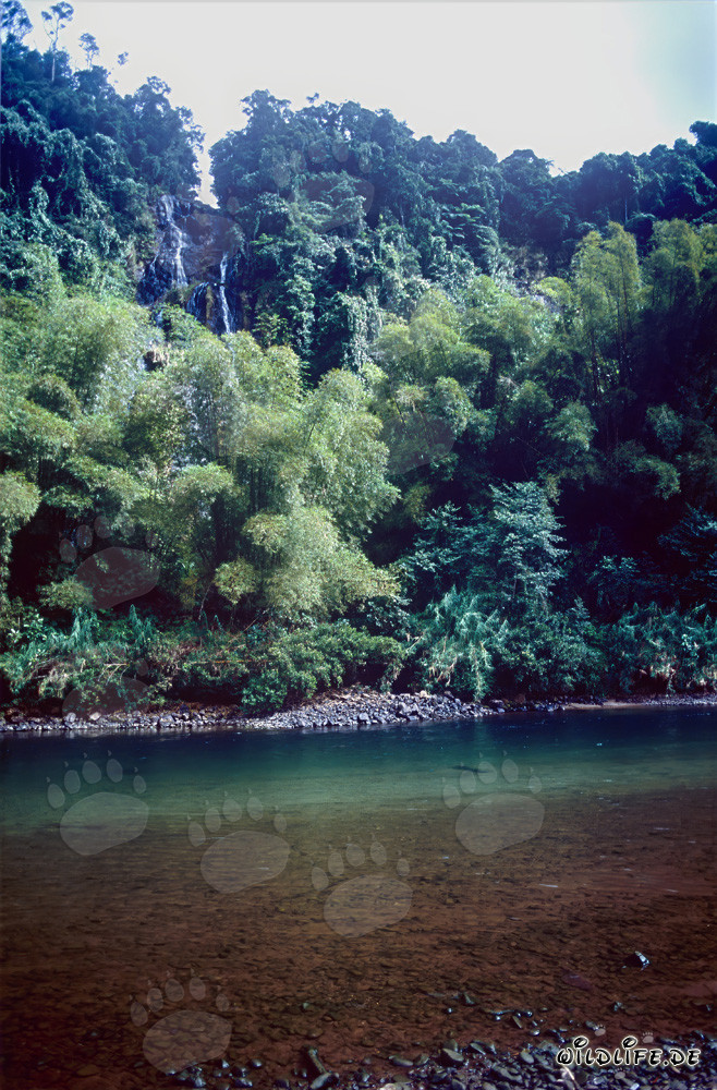Jungle on the Navua River