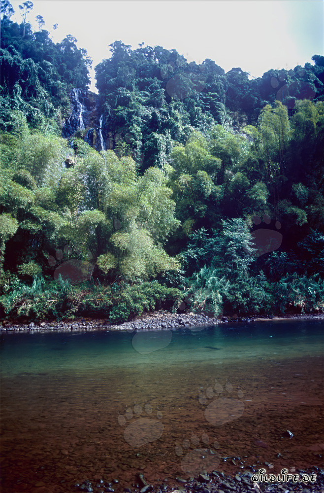 Selva junto al río Navua