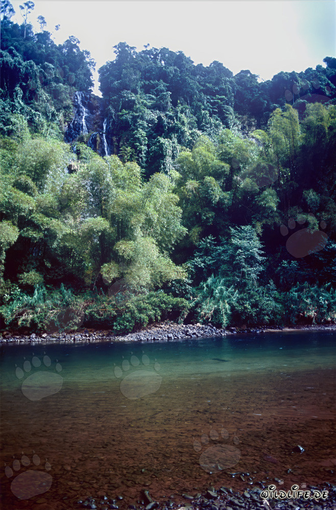 Urwald am Navua River