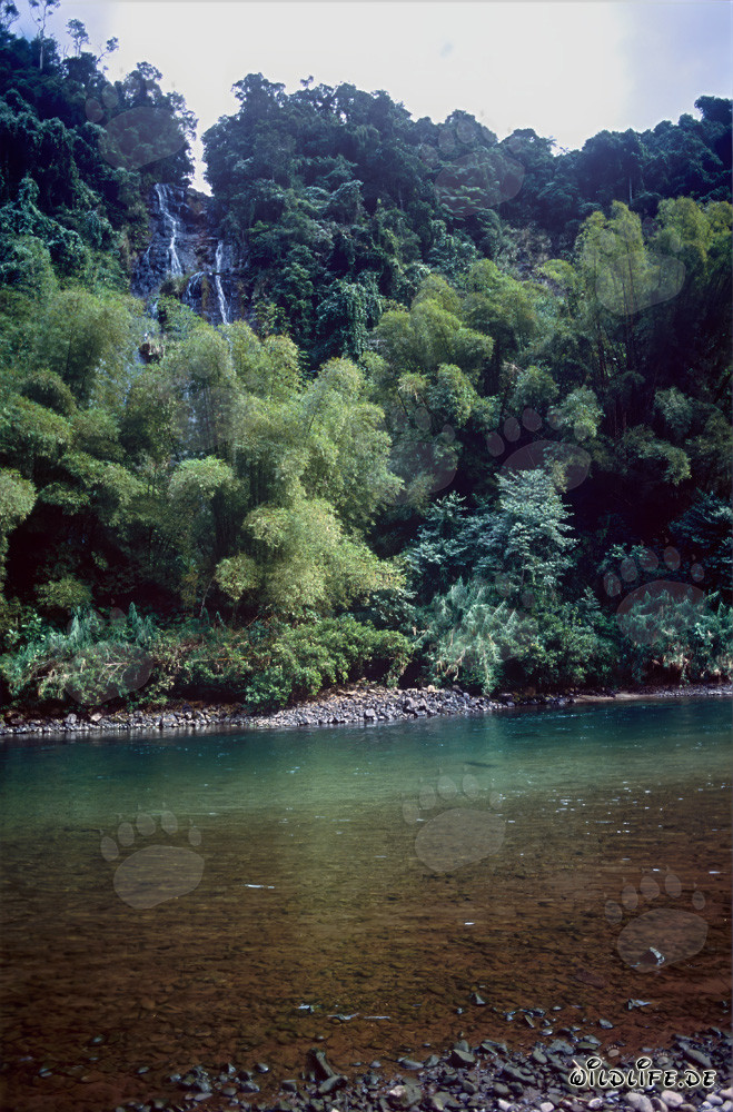 Fiume pittoresco nella densa foresta pluviale di Viti Levu, Figi