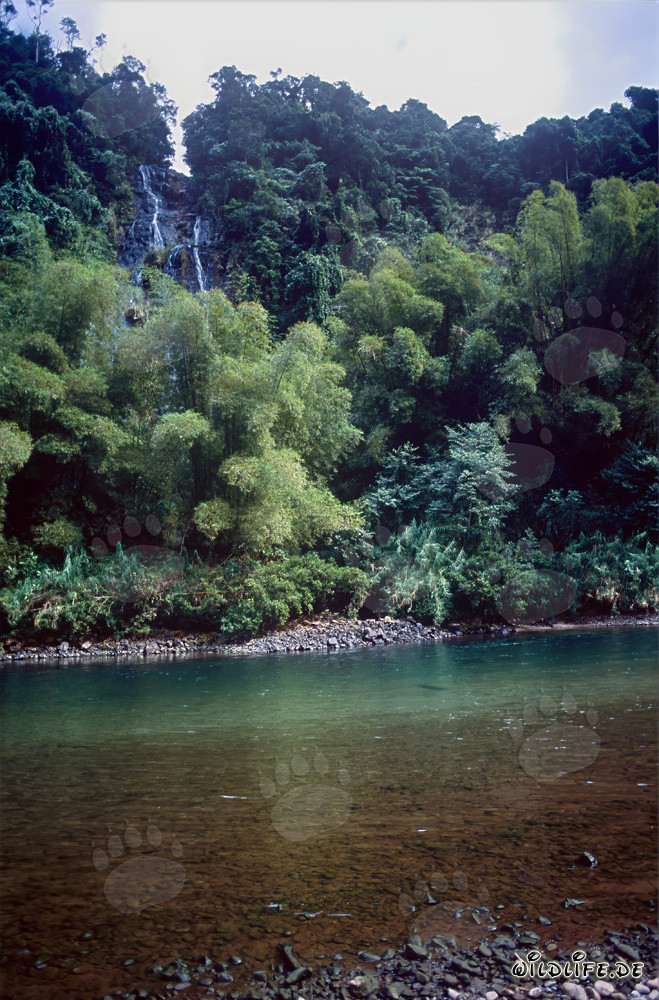 Rivière pittoresque dans la dense forêt tropicale de Viti Levu, Fidji