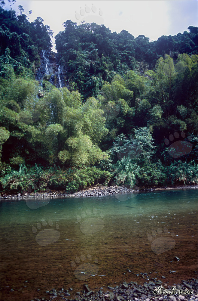 Malerischer Fluss im dichten Regenwald von Viti Levu, Fiji