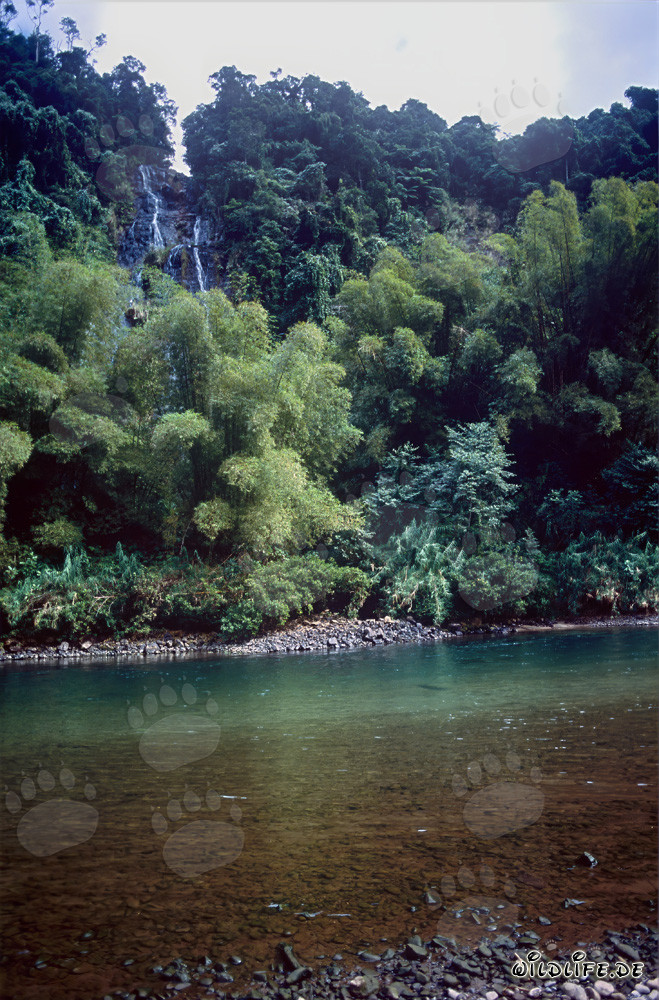 Río pintoresco en la densa selva tropical de Viti Levu, Fiji