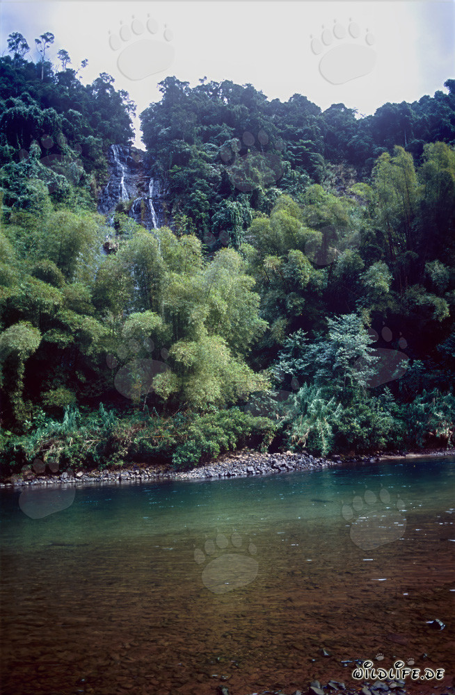 Paesaggio della foresta pluviale tropicale sul fiume Navua a Viti Levu, Figi