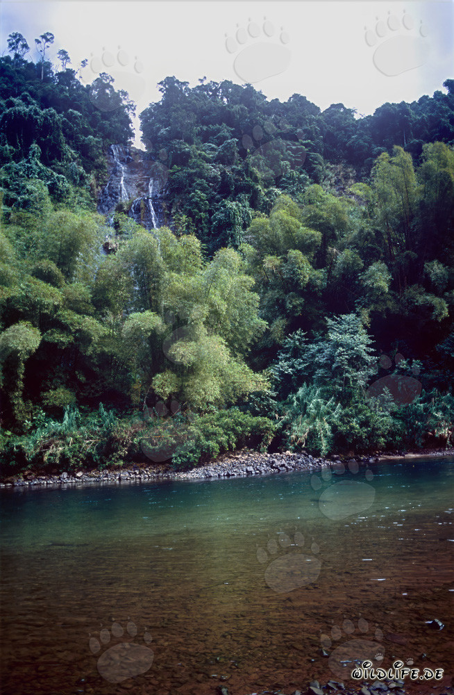 Paisaje de selva tropical en el río Navua en Viti Levu, Fiyi
