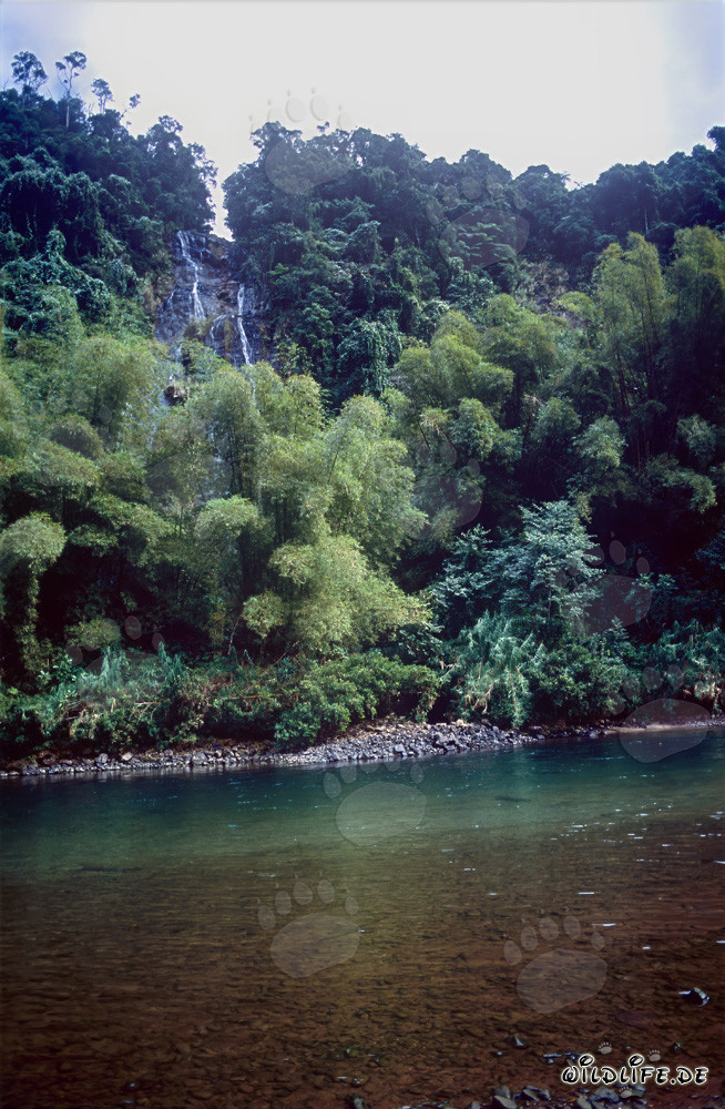 Tropical rainforest landscape at Navua River on Viti Levu, Fiji