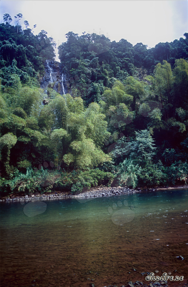 Tropische Regenwaldlandschaft am Navua-Fluss auf Viti Levu, Fidschi