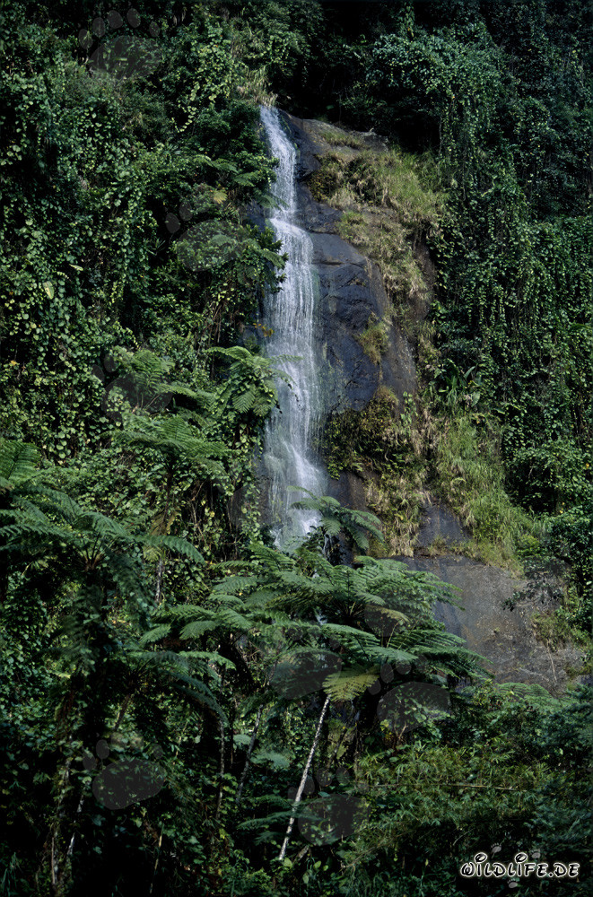 Cascada majestuosa en la exuberante selva de Viti Levu, Fiyi