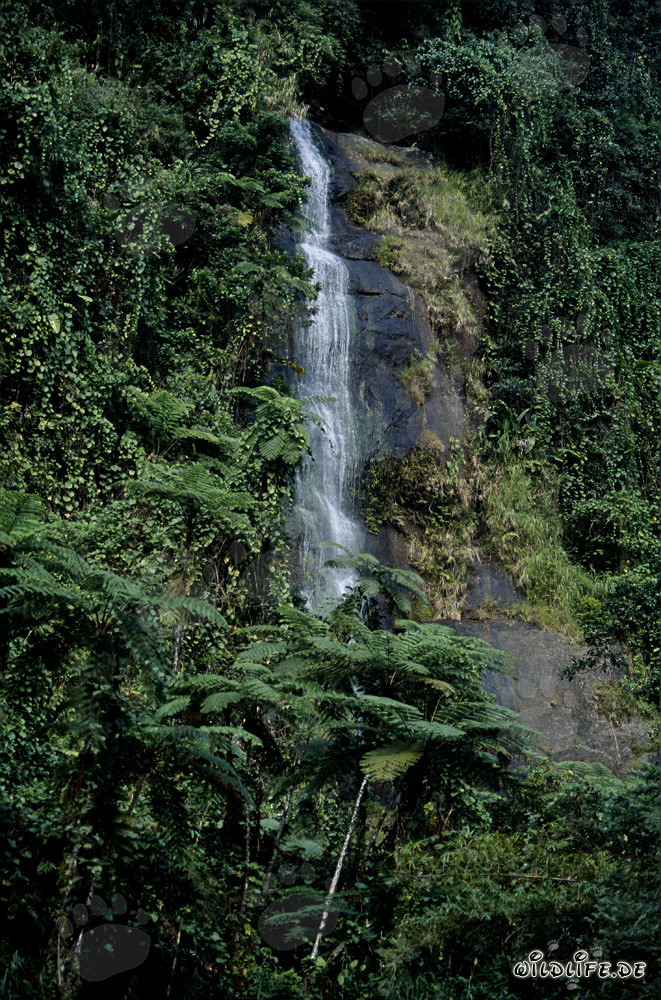 Maestoso cascata nella lussureggiante foresta pluviale di Viti Levu, Figi