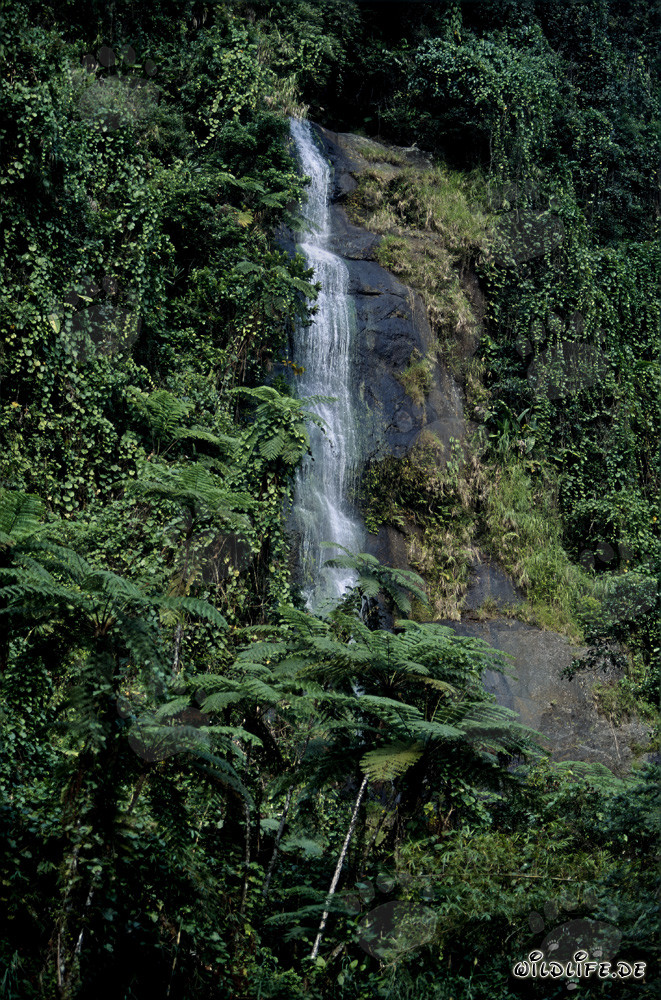 Chute d'eau majestueuse dans la luxuriante forêt tropicale de Viti Levu, Fidji