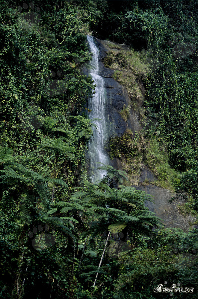 Majestätischer Wasserfall im üppigen Regenwald von Viti Levu, Fidschi