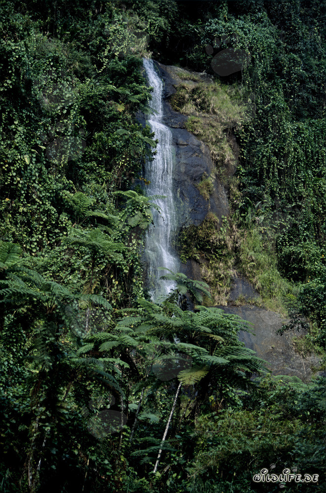 Majestic Waterfall in the Lush Jungle of Viti Levu, Fiji