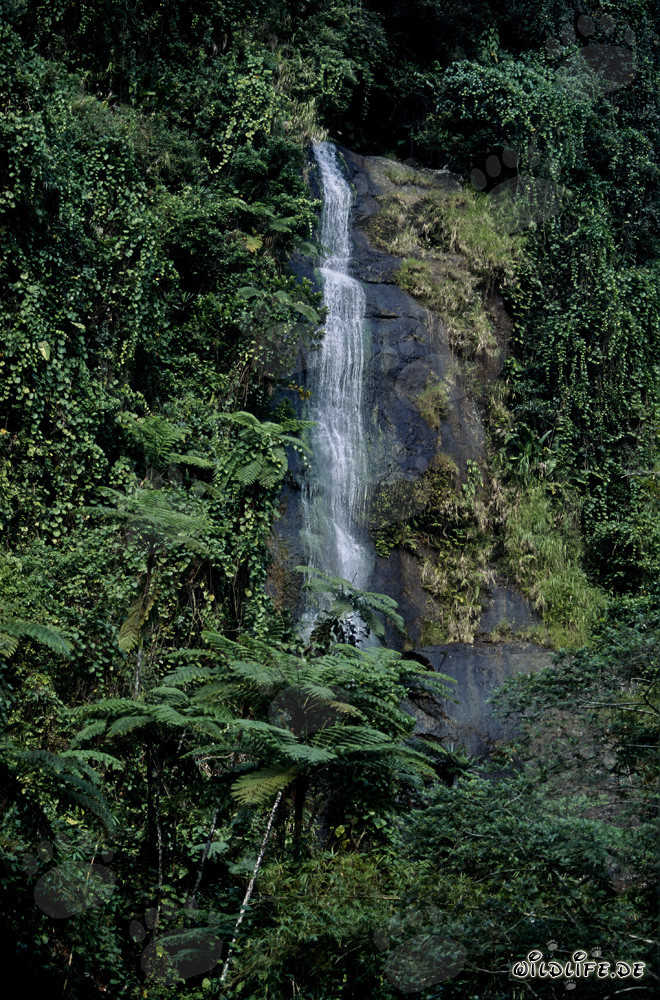 Cascada idílica en la exuberante selva de Fiji