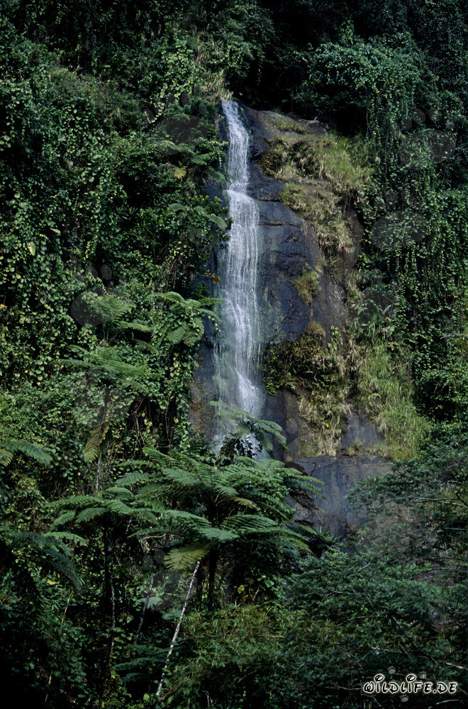 Idilliaca cascata nella lussureggiante foresta pluviale di Fiji