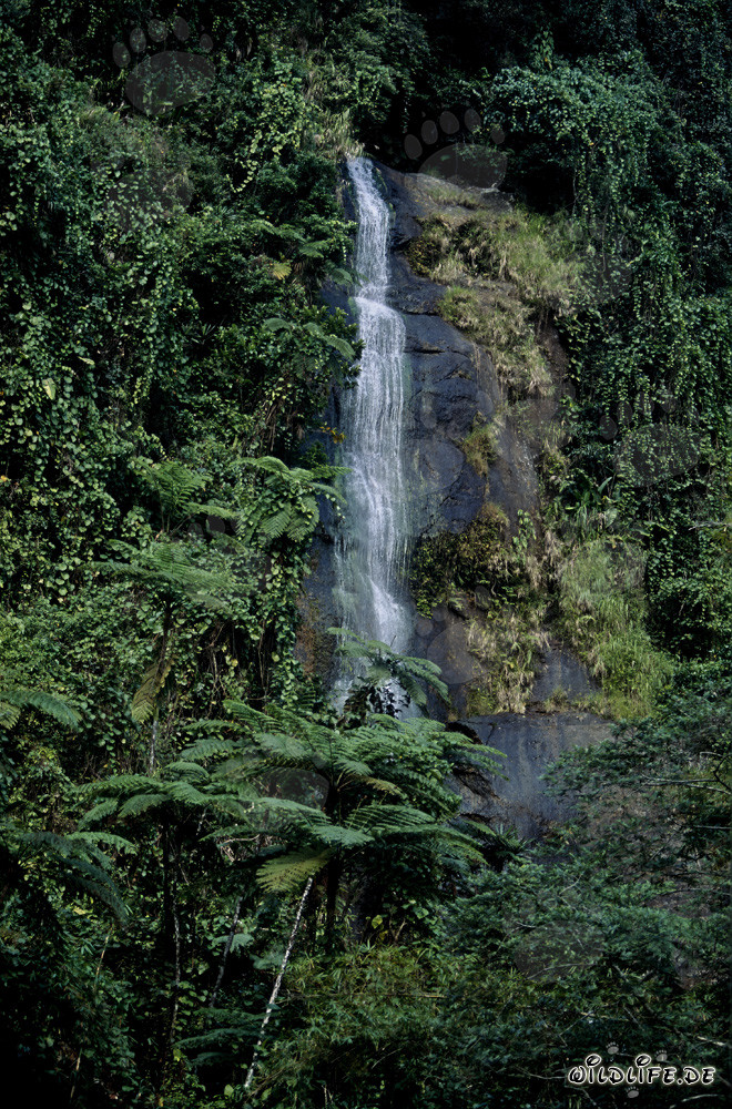 Chute d'eau idyllique dans la luxuriante forêt tropicale de Fidji
