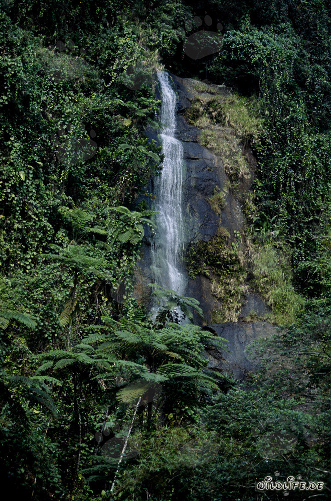 Idyllischer Wasserfall im üppigen Regenwald von Fiji