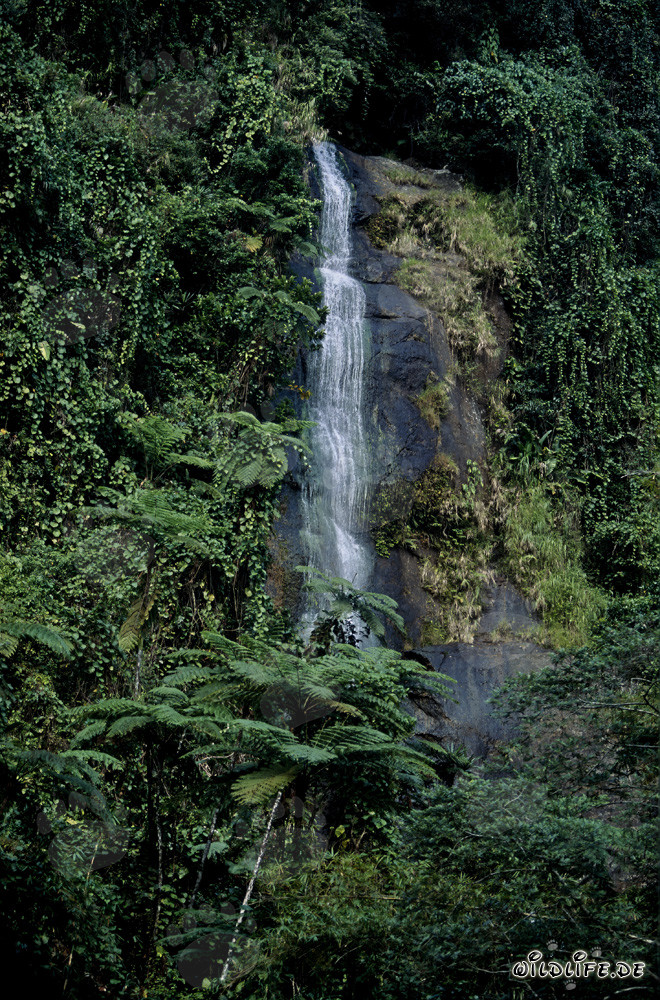 Idyllic waterfall in lush rainforest of Fiji