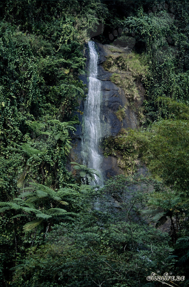 Cascada idílica en la exuberante selva de Fiji