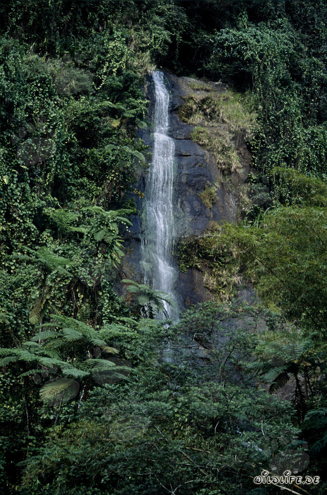 Cascade idyllique dans la luxuriante forêt tropicale de Fidji