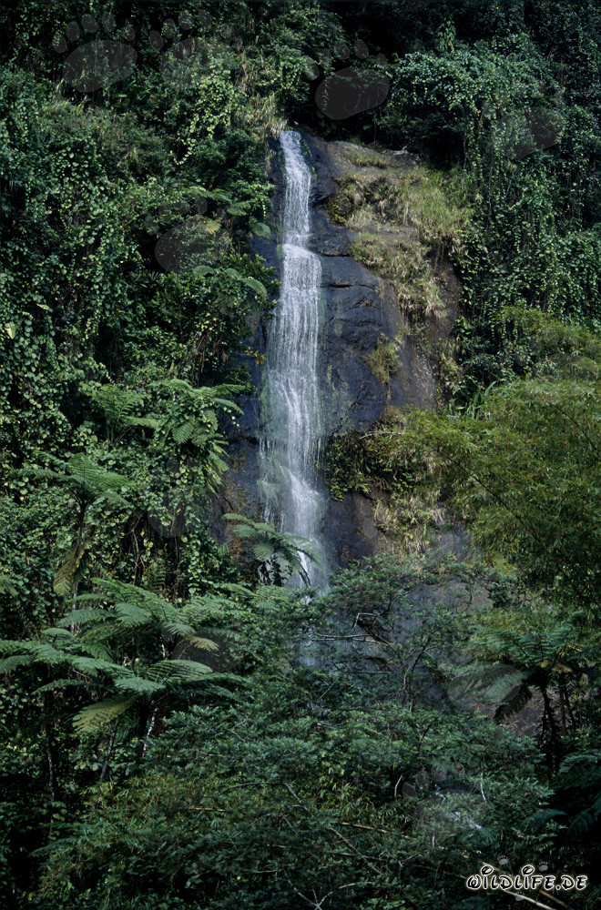 Cascata idilliaca nella lussureggiante foresta pluviale di Figi