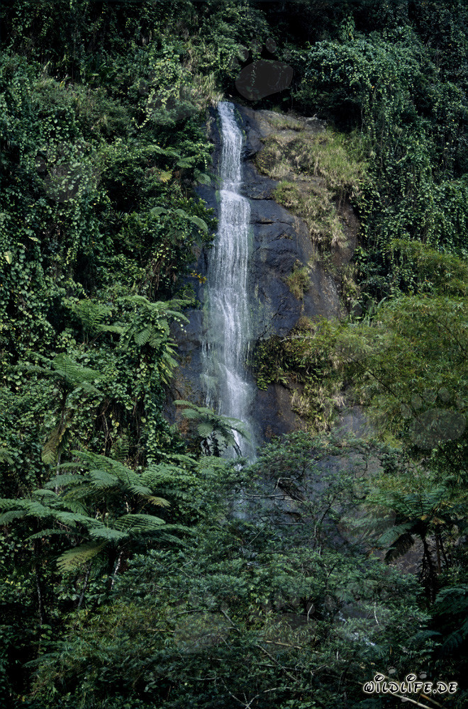 Idyllischer Wasserfall im üppigen Regenwald von Fidschi