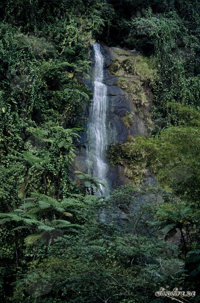Idyllic Waterfall in the Lush Rainforest of Fiji